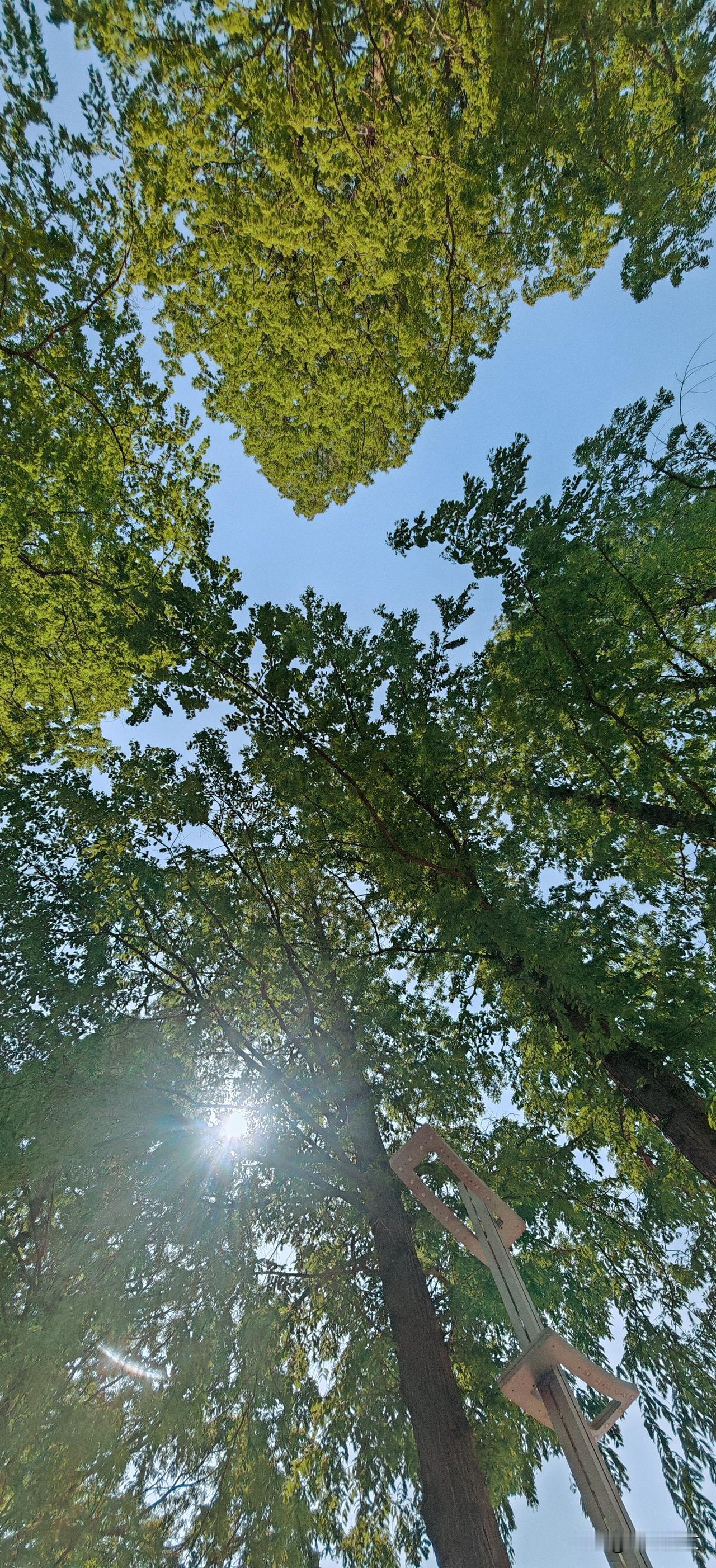 水杉：笔直如定海神针，枝干层层收敛成宝塔形。羽毛般的叶子轻盈柔软，春秋两季交出金