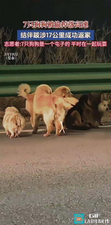 “被几只狗狗感动哭了！”吉林长春，七只原本生活在同一屯子的狗狗，不幸遭人偷窃后从