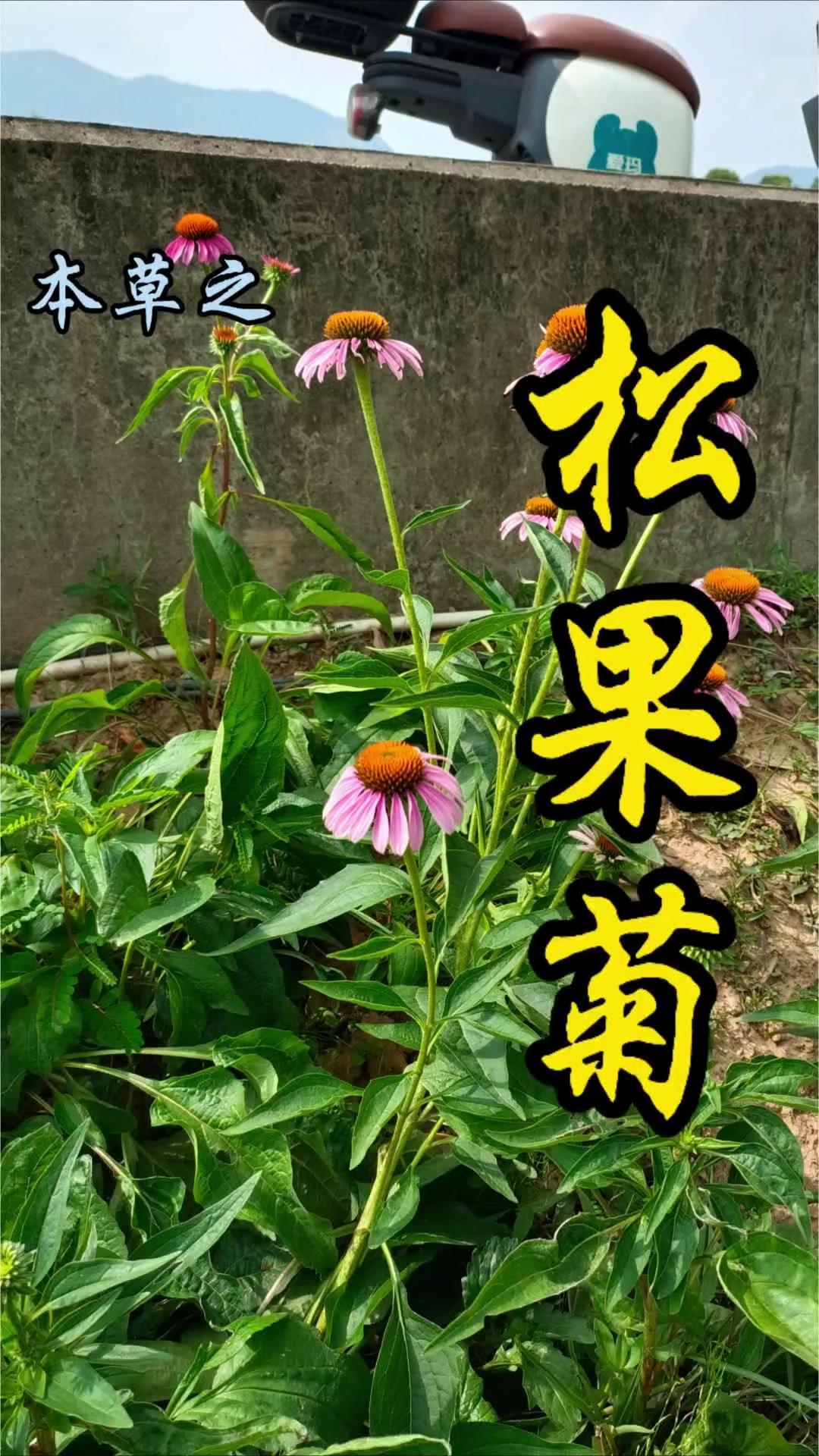 松果菊也叫紫锥花或紫锥菊，是菊科多年生草本植物。最显著的特征是头状花序中央凸起如