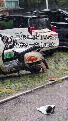 下雨天街头超治愈的一幕，瞬间暖到心里。
 
淅淅沥沥的小雨下个不停，一只聪明的流