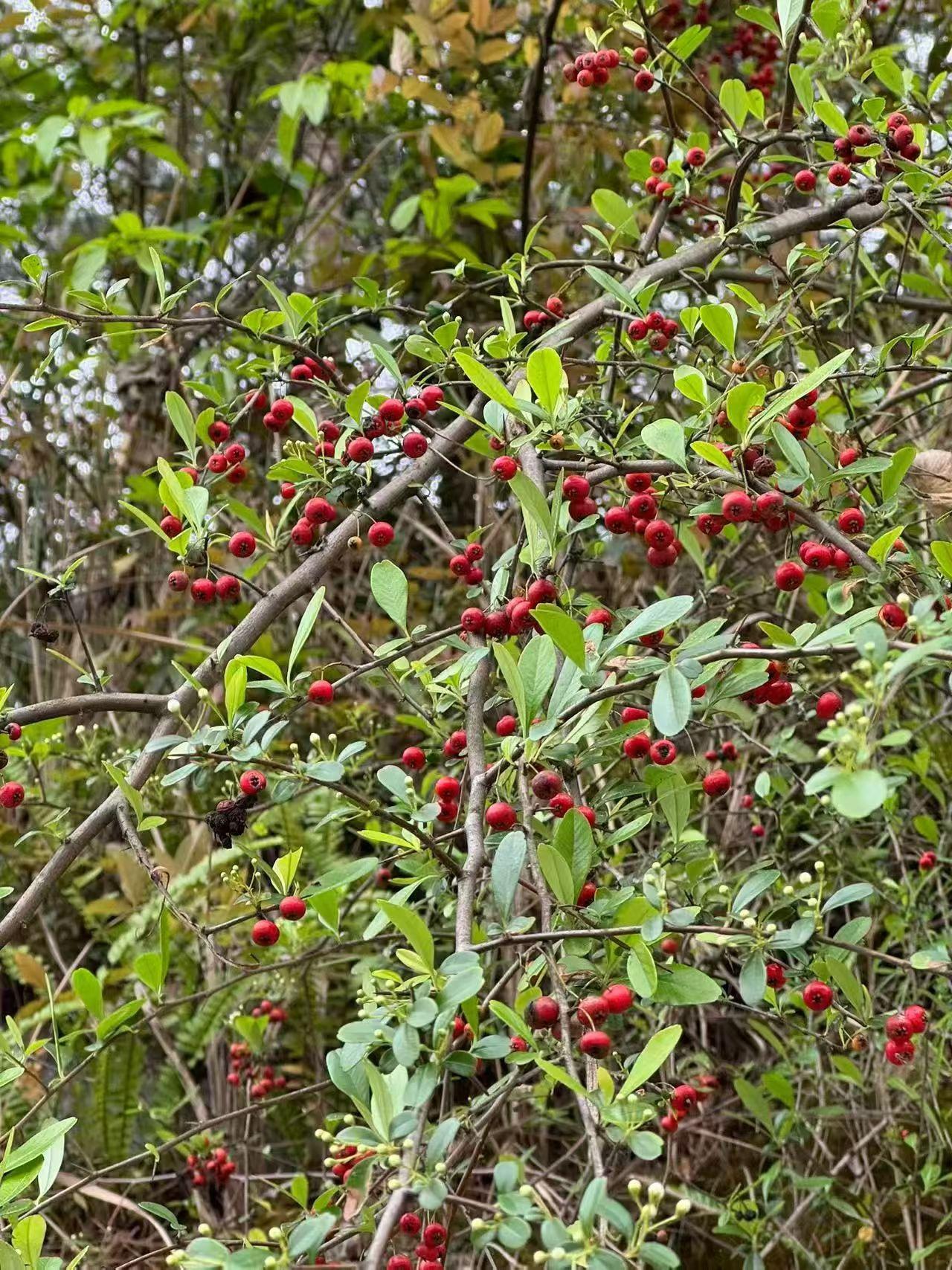 3秒一架！中国无人机蜂群突击，这才是真正的中国实力！
正文：
家人们，这段中国无