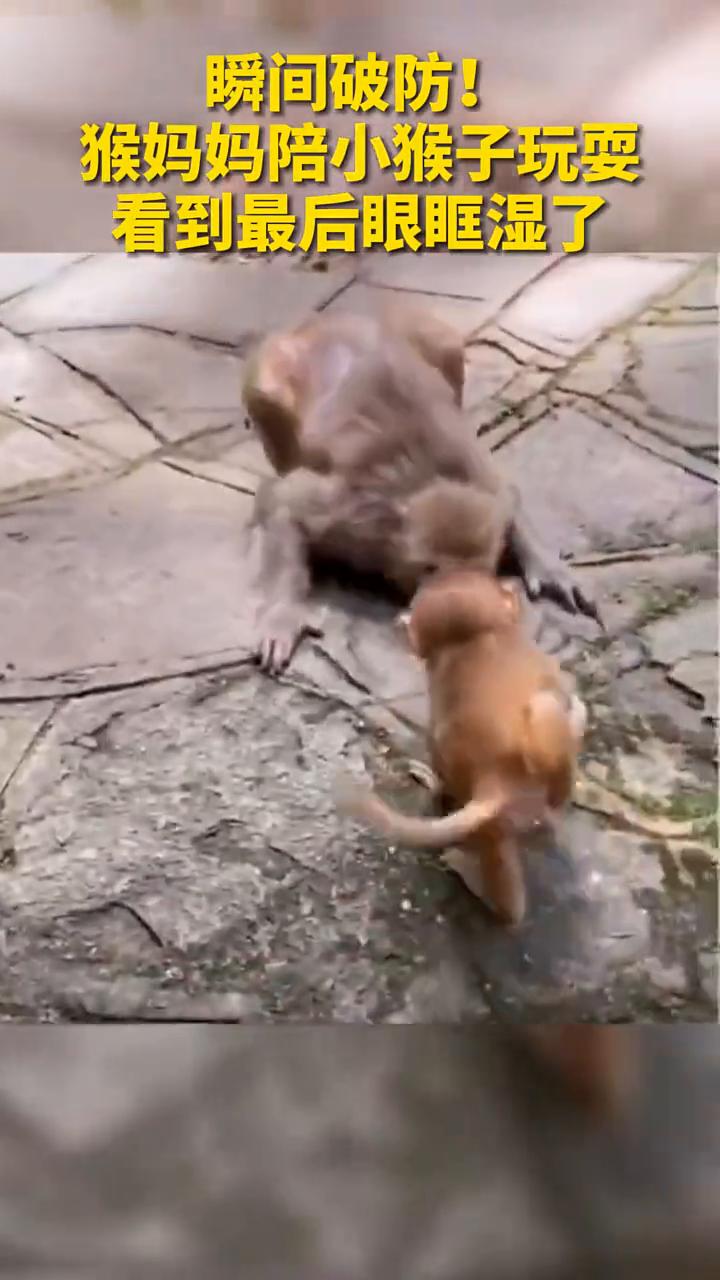 瞬间破防！猴妈妈陪小猴子玩耍，看到最后眼眶湿了。
贵州贵阳。