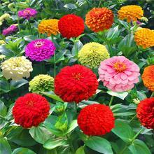 这花园里的花真是开的五颜六色！姹紫嫣红