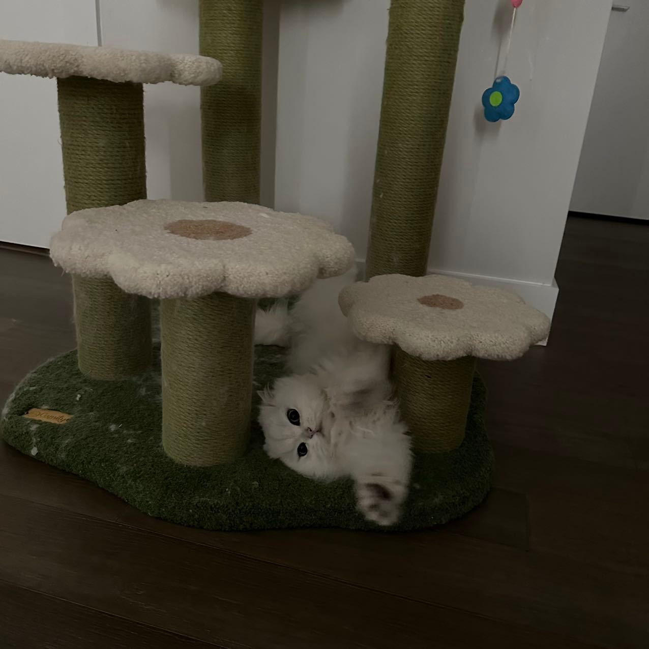 从小到大都是银渐层英长的天花板！！#英国长毛猫##银渐层##辣椒家新家回访# ​