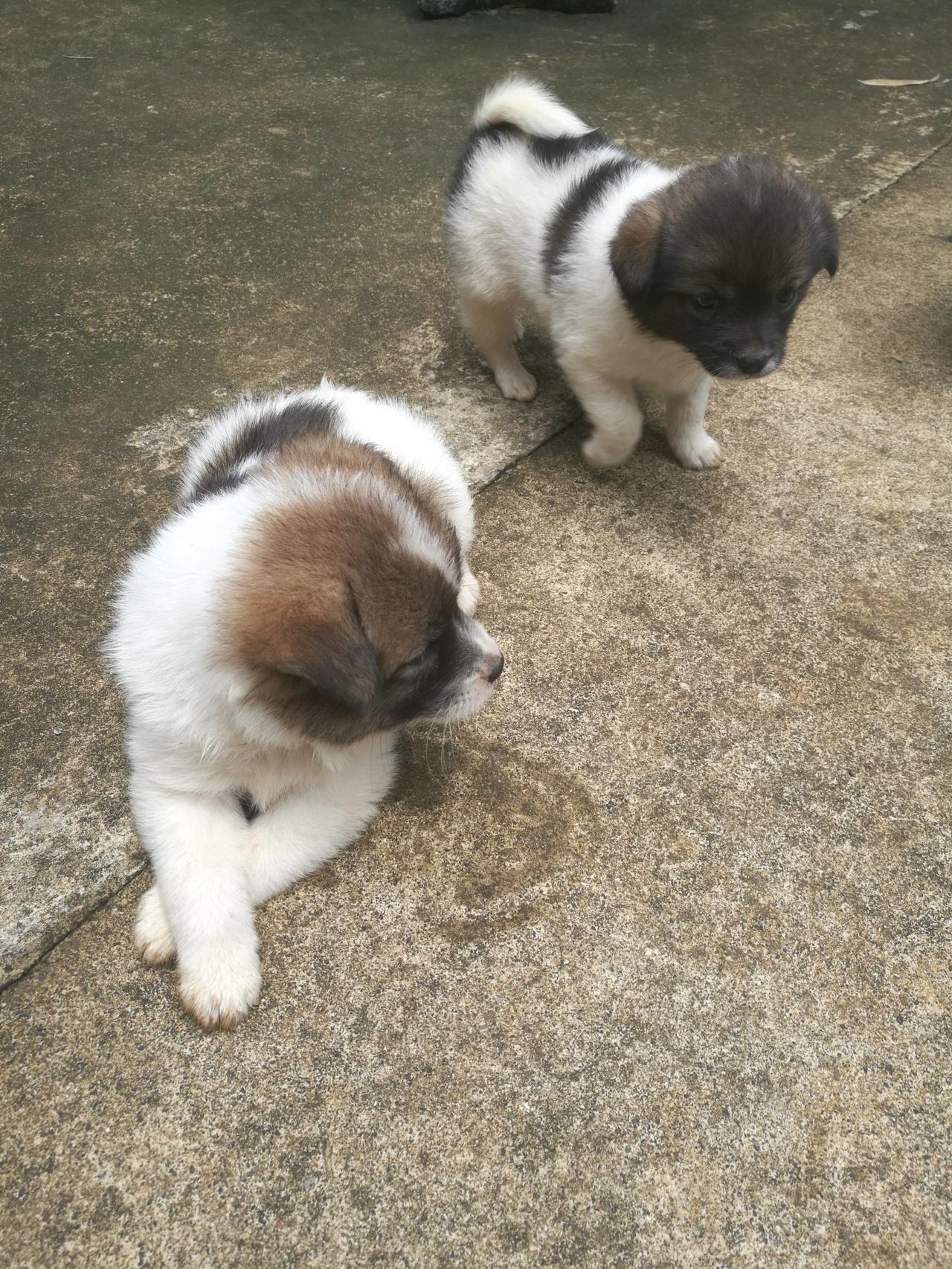 如何看待浙江一小区保安打死业主幼犬事件 小区保安一棍打死业主3个月大幼犬3个月小