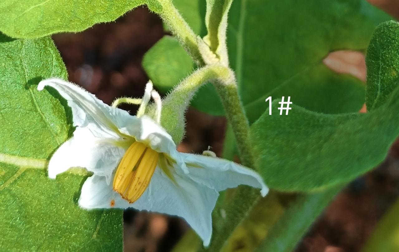 我敢打赌：我在菜园里随手拍的这八种花没几个人能全部说出品名！