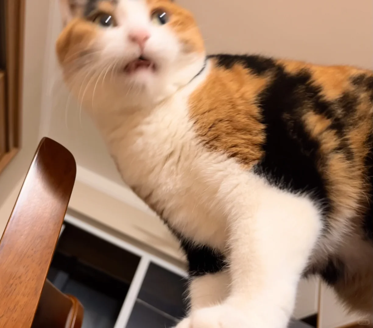 猫用洁白的下巴擦了椅子 还不够吗…