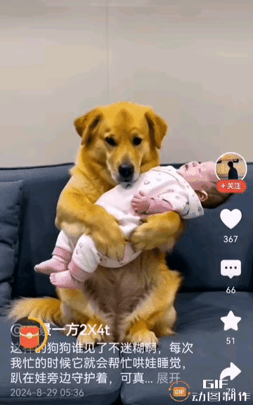 黄狗宝宝也成了张女士的小帮手！近日，湖南的张女士一个人在家带8个月大的宝宝，在家