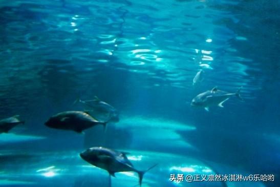 💥步入长春中泰海洋世界，仿佛打开了通往深海秘境的大门。这座集科普与娱乐于一体的