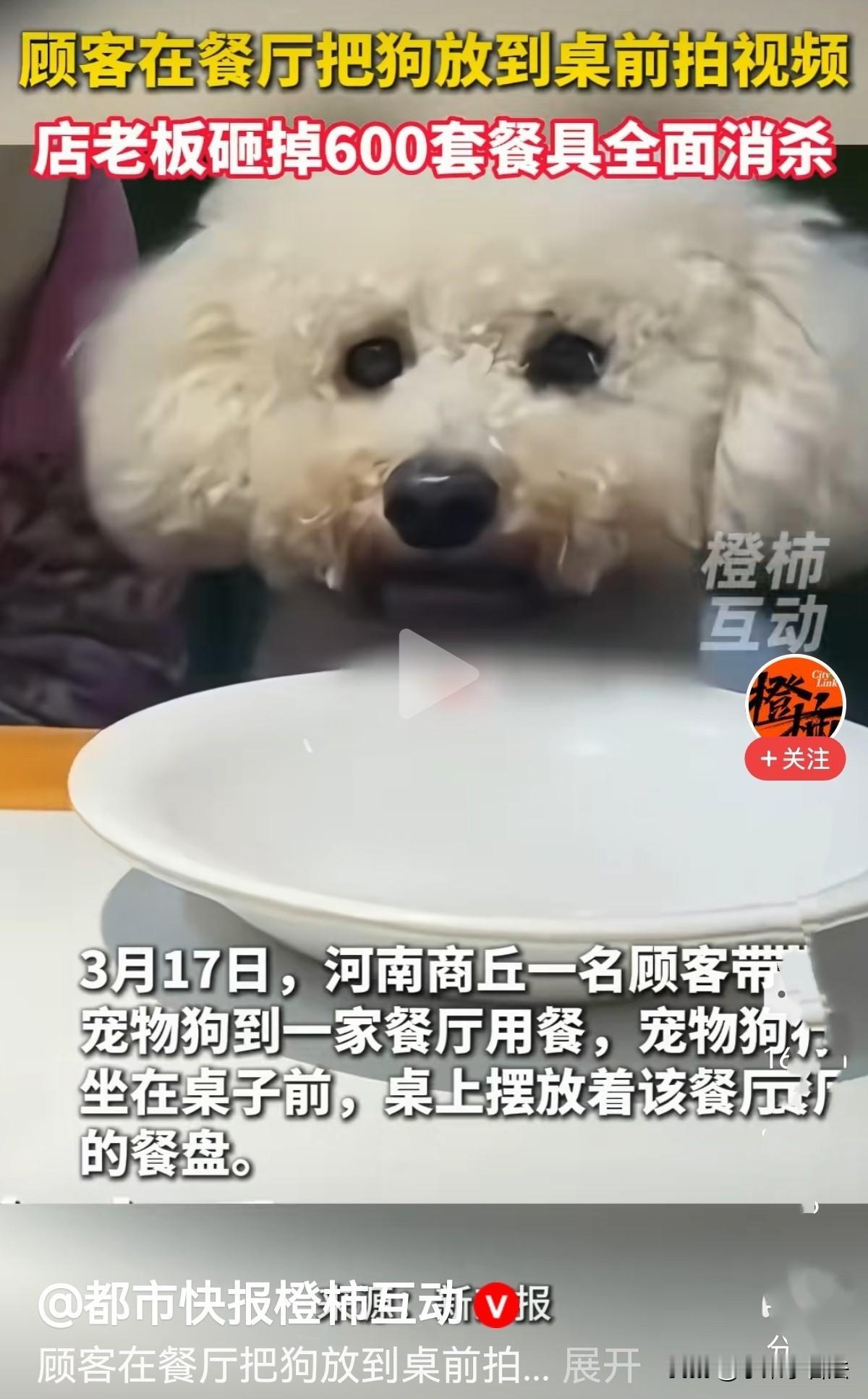 “这家店不火都难！”河南商丘，一女子带着宠物狗进店用餐后，宠物狗坐在桌子前，桌上