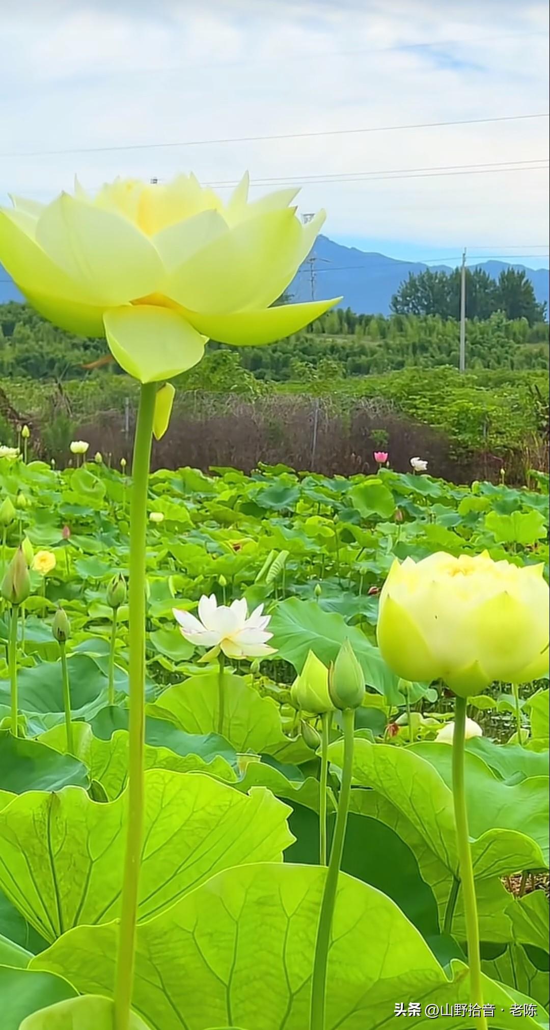 荷花亭亭玉立，美不胜收。粉瓣含露、白莲清雅、黄荷映日，每一朵都似从诗中走出。荷叶