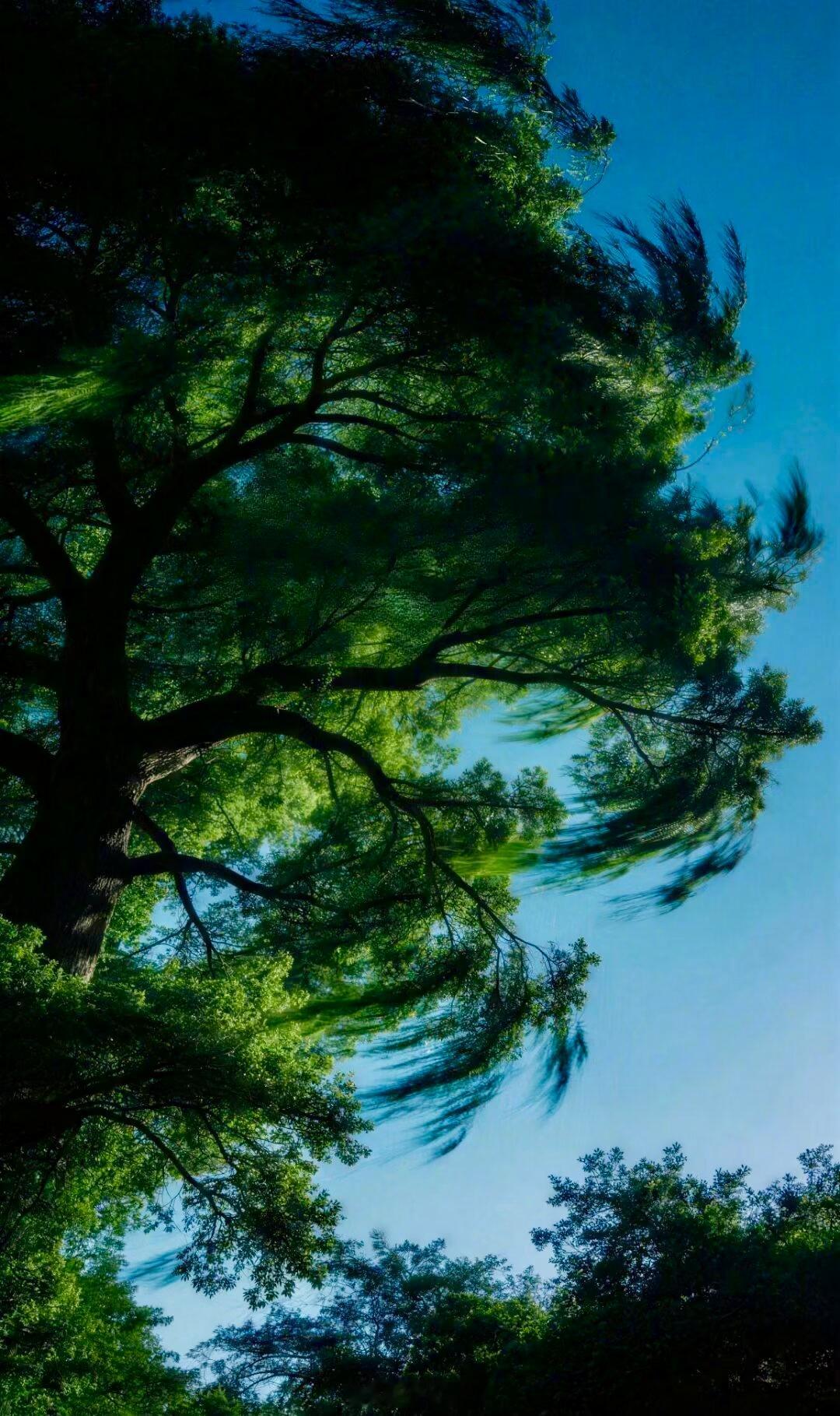 谁曾见过风，你我皆不曾。但见叶摇摆，便知风吹过。——《起风了》记录生活晚安你好,