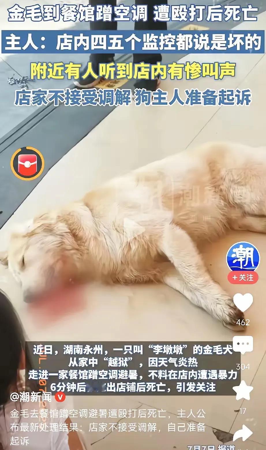 金毛偷溜去饭店蹭空调，被老板暴力打死，主人发誓讨回公道，最终却达成和解。

刚看