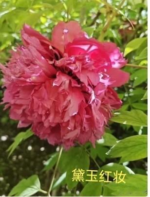 姚黄魏品牡丹花陇西杜氏牡丹名品欣赏:陇西杜氏牡丹，多次在全国牡丹博览会获奖。经过