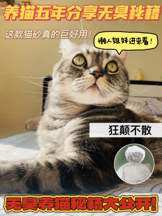 养猫5年，我宣布它是最值得入的猫砂！