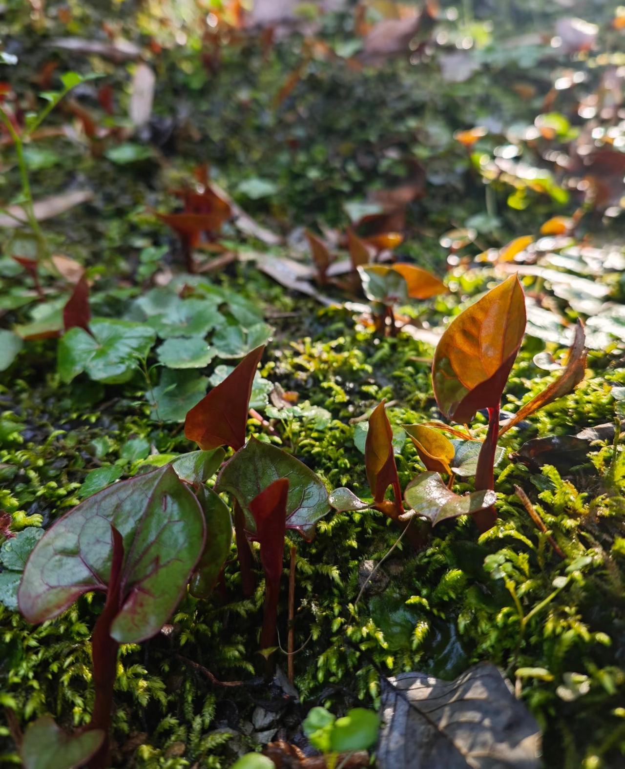 我发现折耳根跟香菜一样，
两极分化真的非常严重！
喜欢吃它的人就这样说吧，
不需