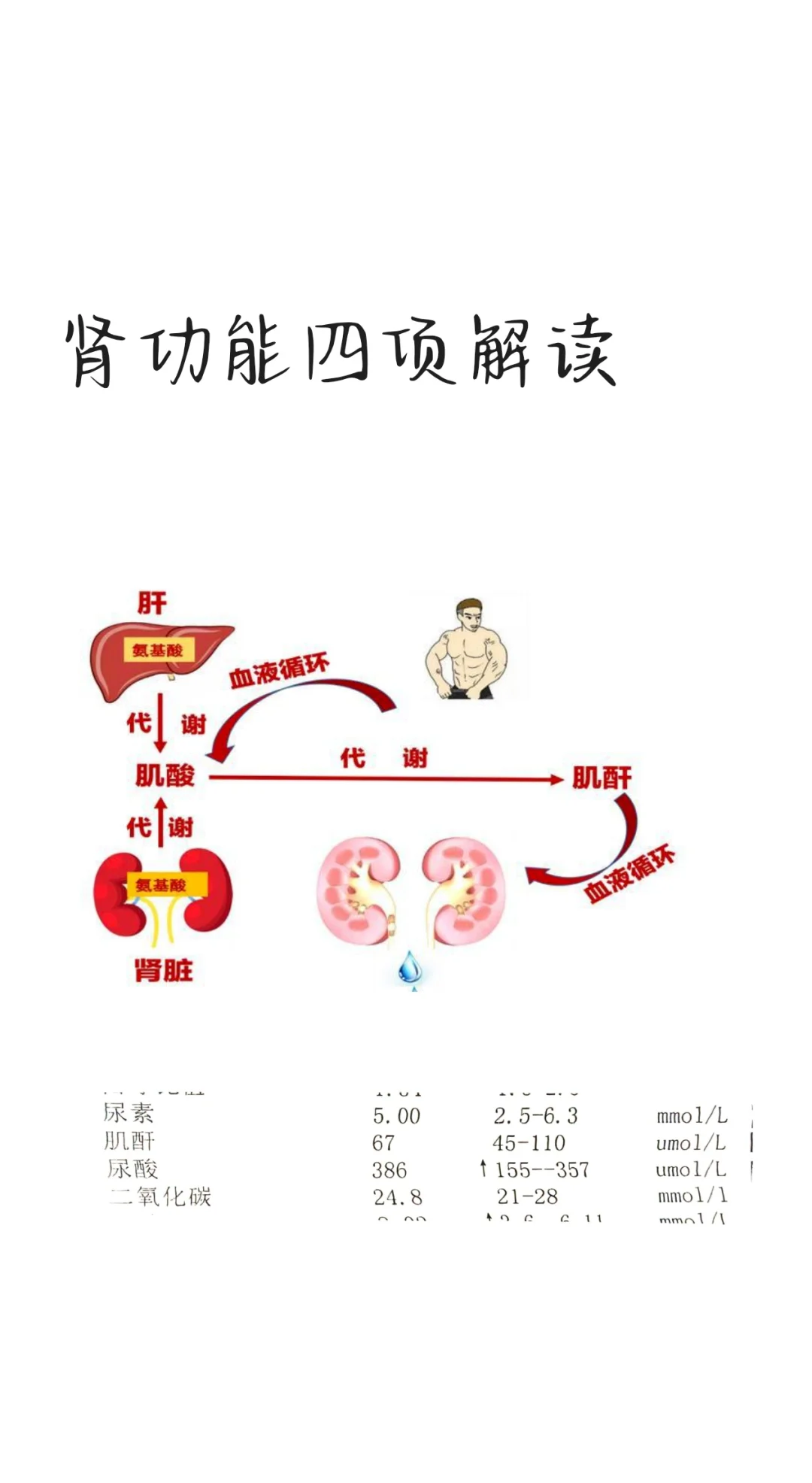肾功能四项解读