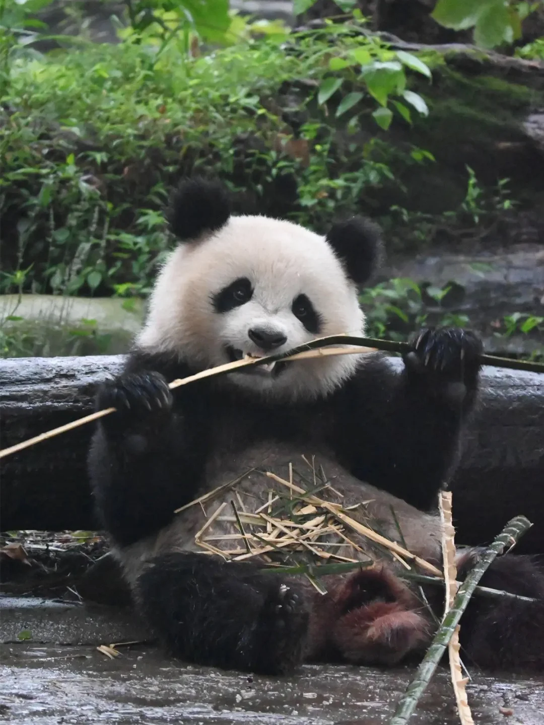 乔小八：咱有的是力气