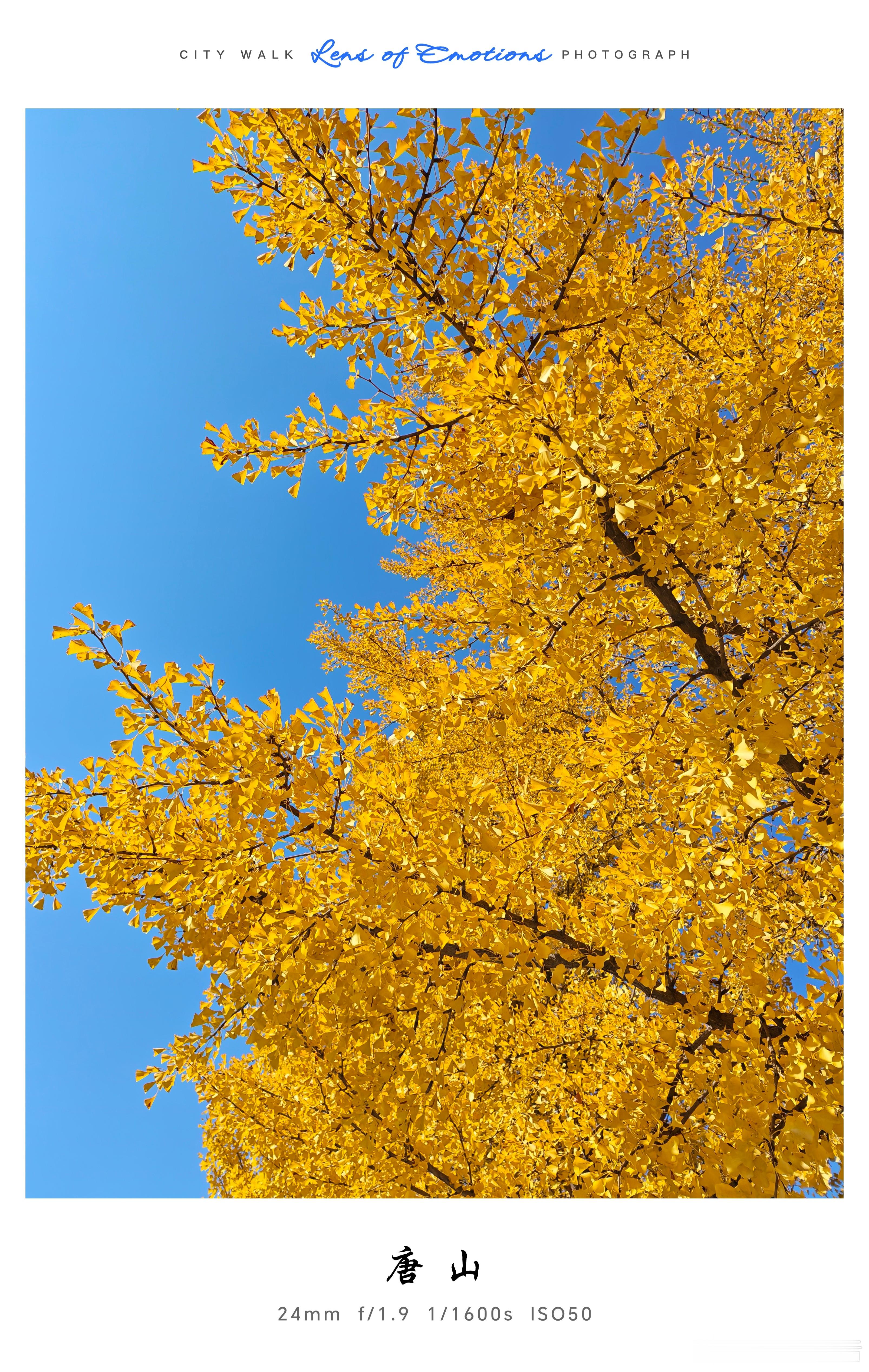 秋天漂亮吗？ ​​​