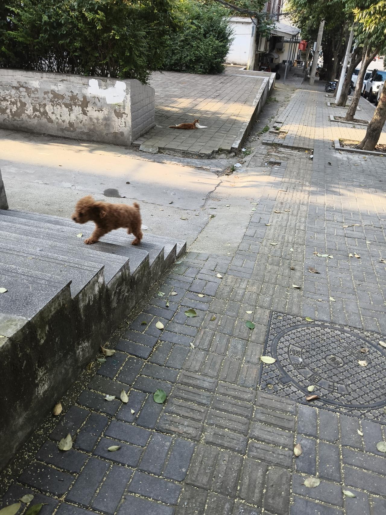 记录我的2026现在的卫生是越来越差了，这小狗比较干净的，挺讨厌喂狗的，还得给他