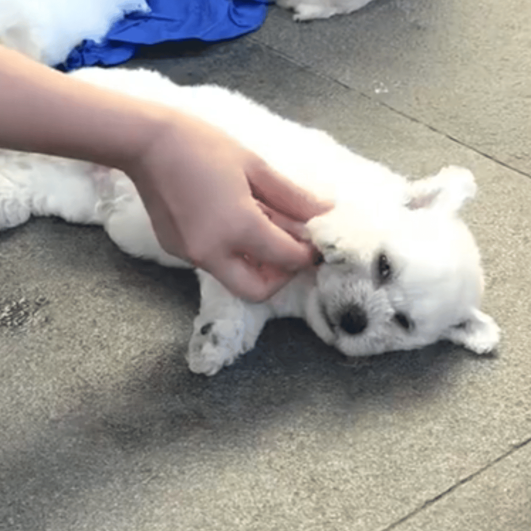 这就是可可之之啊 