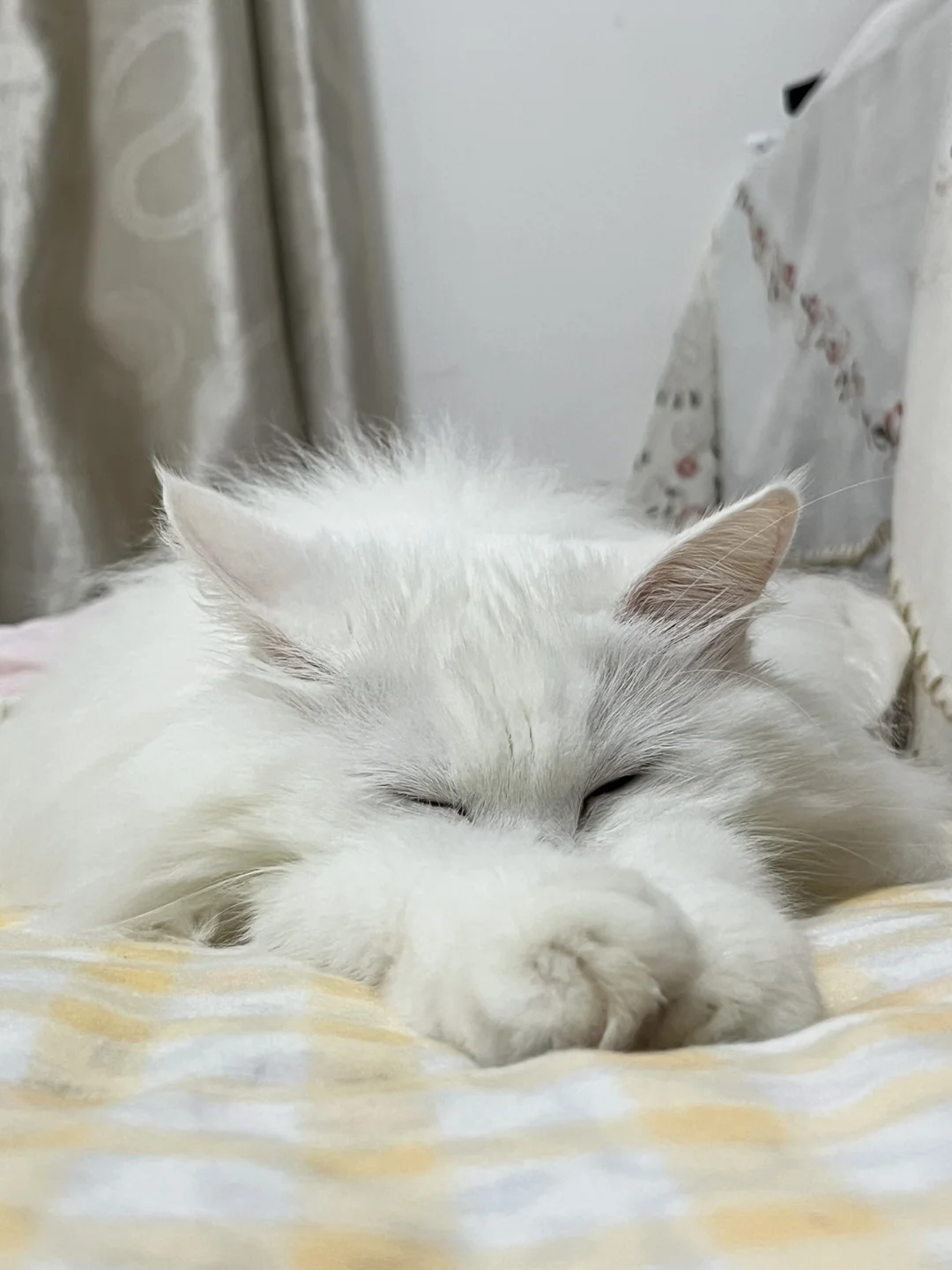 谁家猫这样睡觉啊？