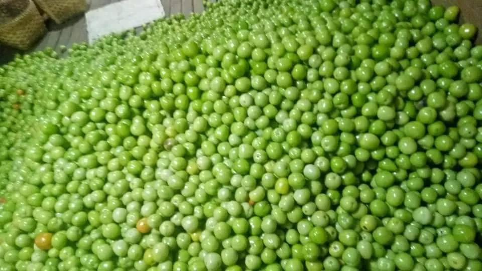缅甸番茄价格虽然上涨，但因基础物价高，番茄农户们并不获利，仍然困难。
掸邦南部宾