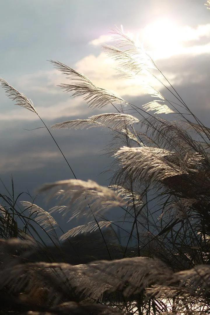 慢品人间沐烟火，闲观世事话短长。
静看四季听风雨，默守浮生待夕阳。