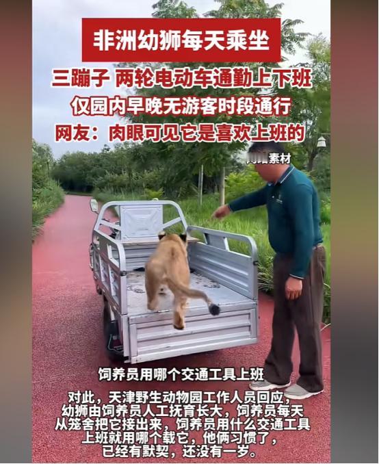 笑翻了！天津，动物园里的小狮子刚出生就和饲养员一起生活，久而久之混熟了，它反倒学