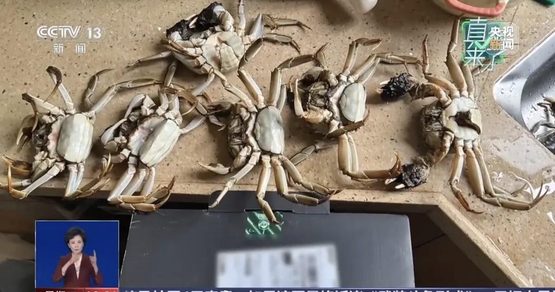 【AI合成6只“死螃蟹”骗退款被拘！细节披露→】眼下，AI技术正赋能千行百业，为