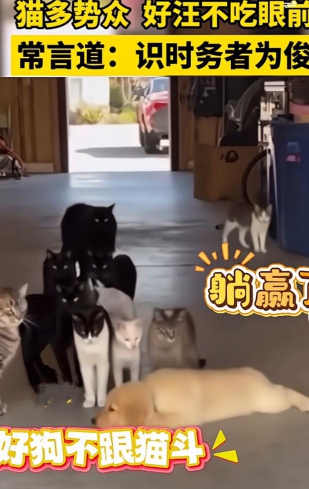 猫多势众，好狗不跟猫斗。