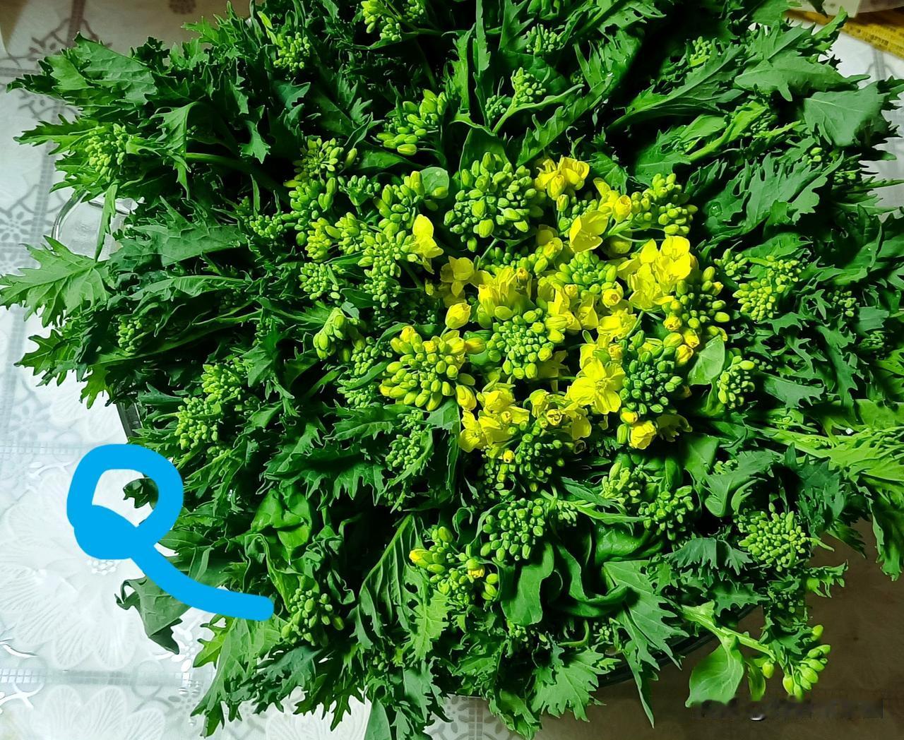 【老乔头·会种会采会吃】守护一冬半春的雪里蕻，就等吃苔尖
 
谁说雪里蕻只能腌咸