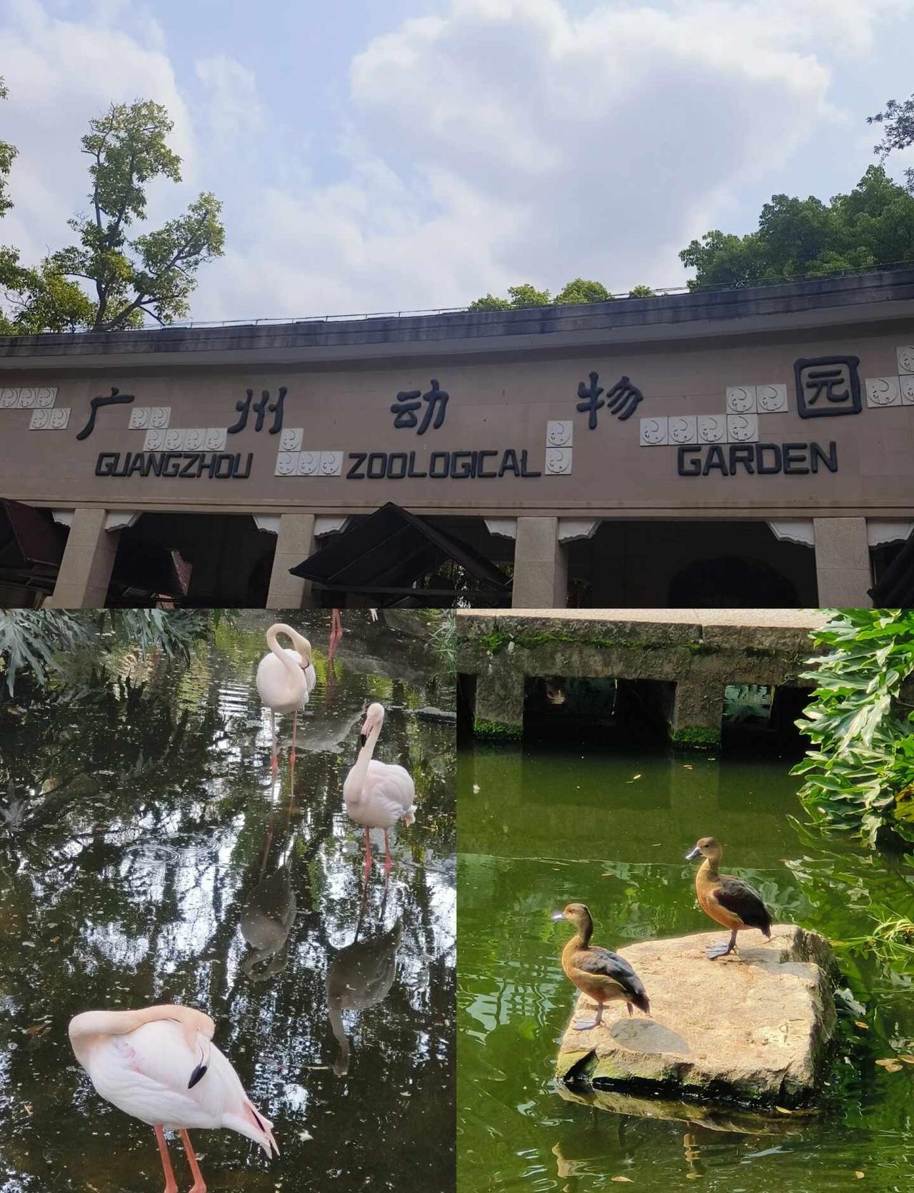 🌿广州动物园｜20元闯入粉色治愈星球
📍详细地址：广州市越秀区先烈中路120