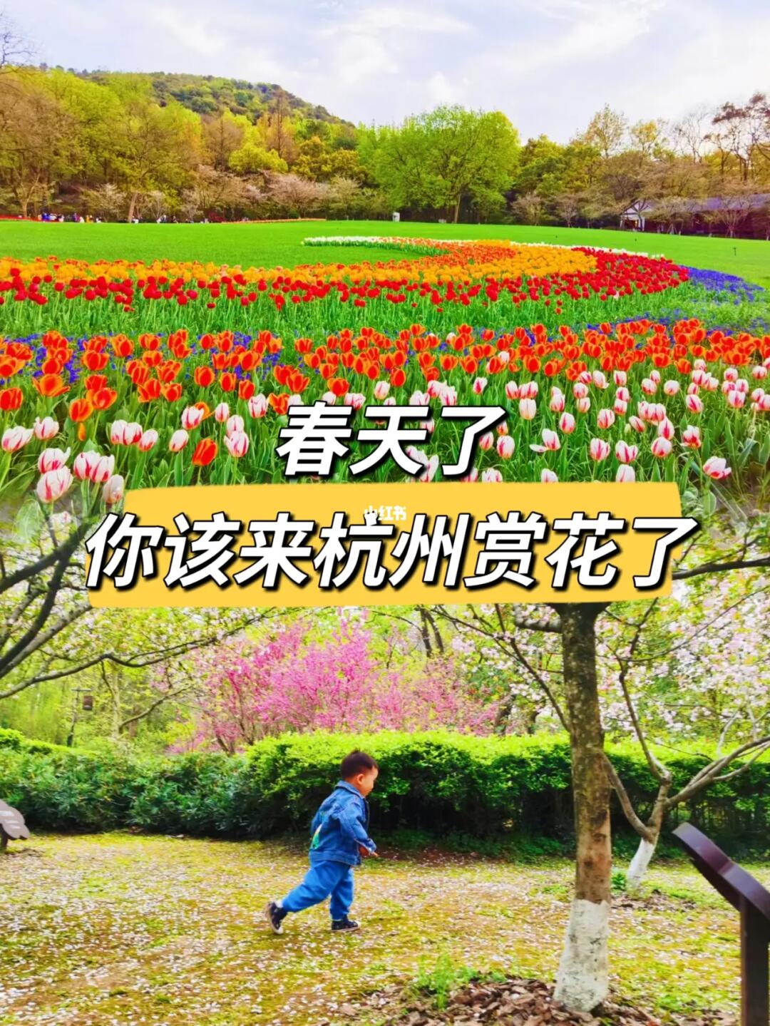 接下来的杭州，堪称国内赏花旅游天花板🌸