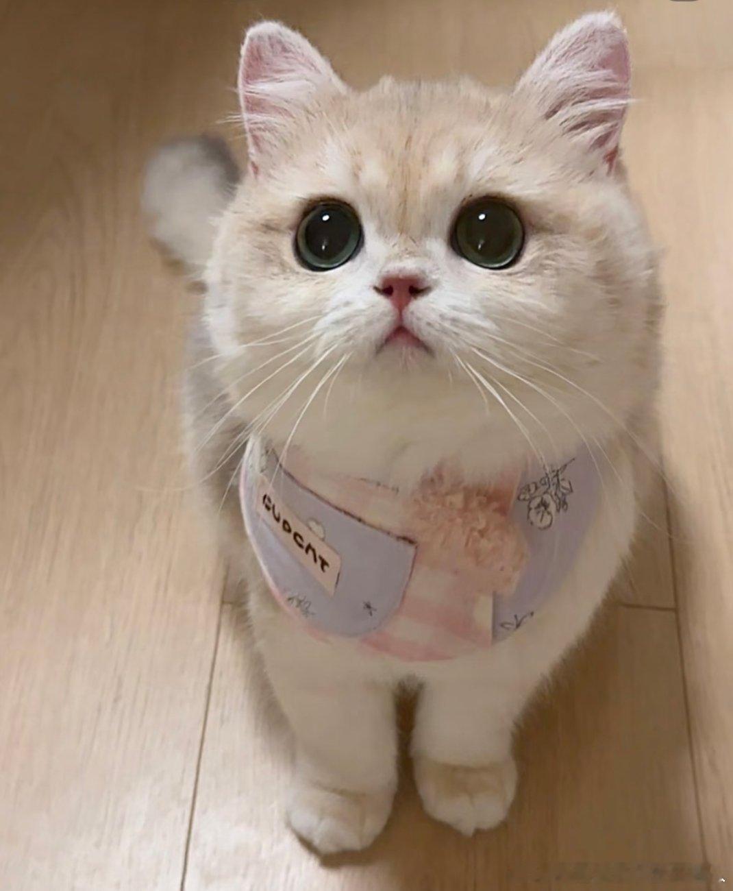 和猫住还是和狐狸住我还是分得清的猫咪温顺软糯，日日黏人安静相伴；狐狸灵动狡黠，自