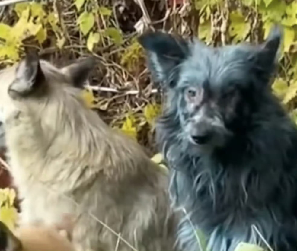 🔻要是抓住以后发现能洗掉就好笑了。🔻冷知识，由于英勇的抢救，切尔诺贝利自19