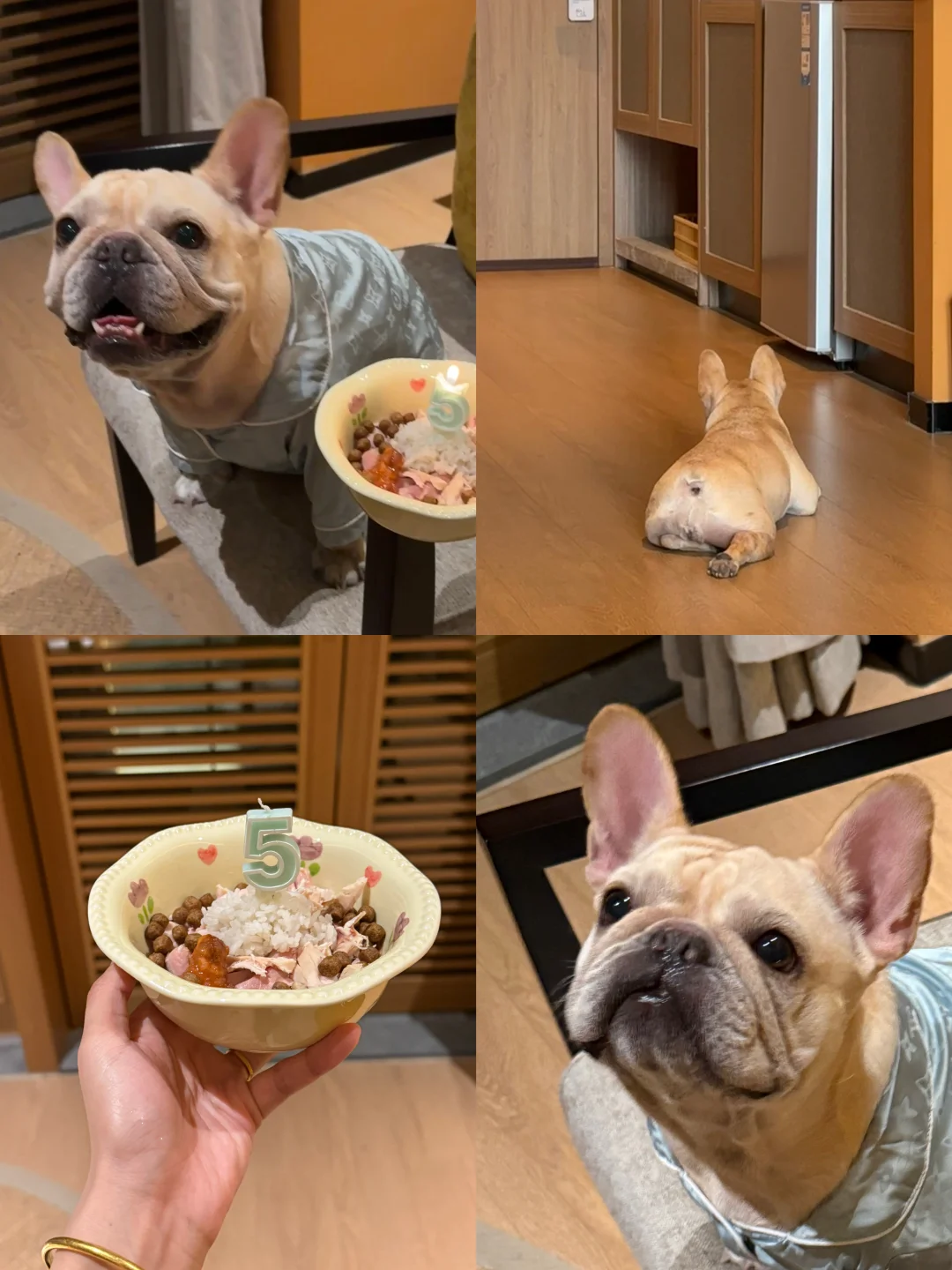 🎂 小斗我今天5️⃣岁啦😆😝