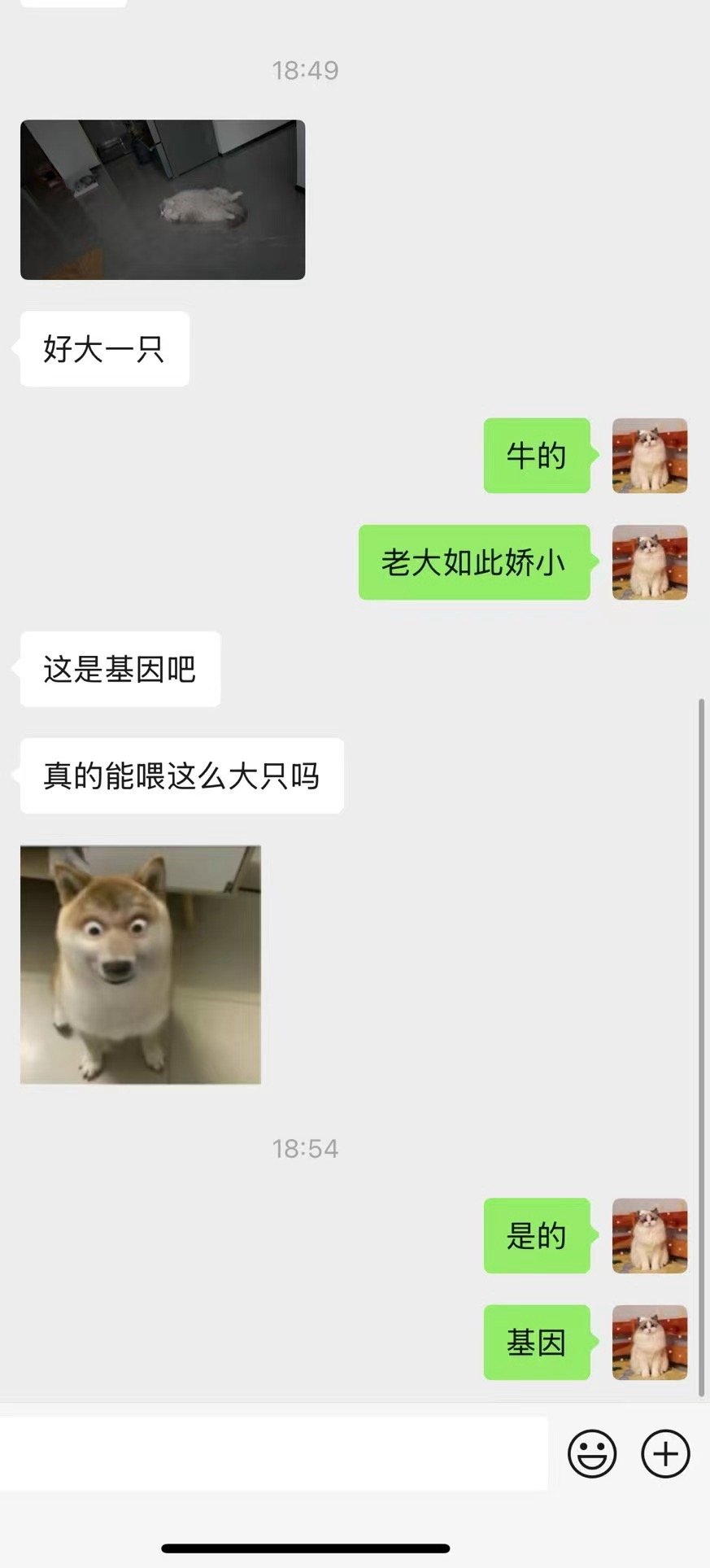 大不大看基因，什么系不系都是扯淡，最后就是血统基因的事（家长） ​​​