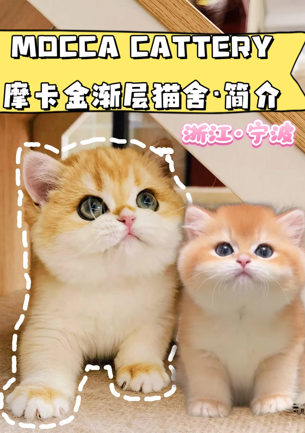 抓住！宁波的渐层猫舍！7年专注金渐层