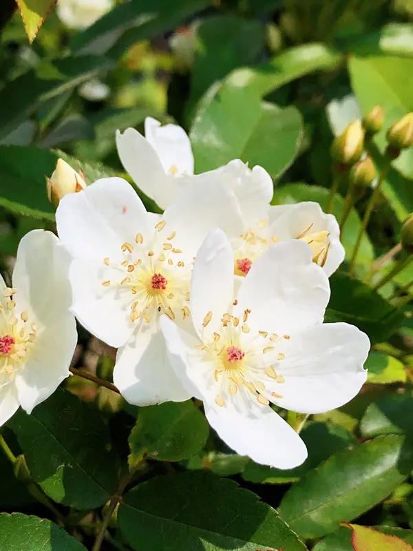 看到这首《七绝花妍春雨》中“花庭细雨洗清晨，玉案香茗半盏温”，瞬间便有了画面感。