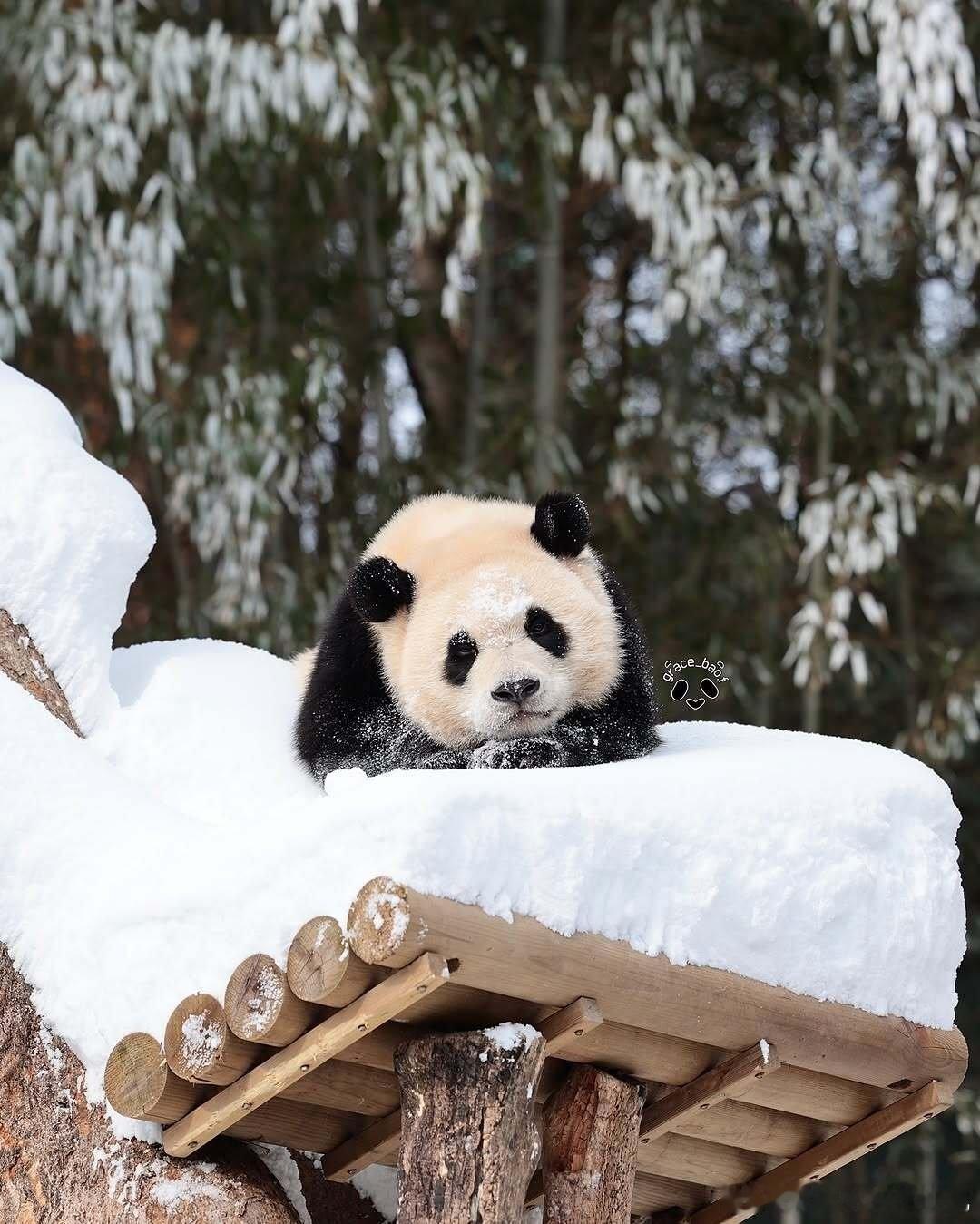 辉宝虽然腿短但是不影响辉宝美丽，辉宝安安静静的时候真的很像小公举一样优雅迷人～ 