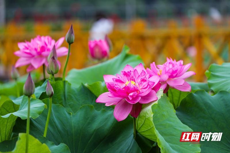 读《近思录》之4.38　

敬胜百邪。

解读

明道先生程颐说：一敬可战胜百邪