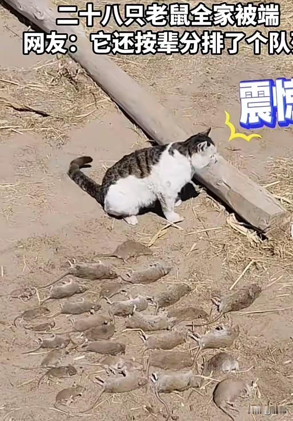 太厉害了！一位大哥养了一只猫咪，平常它就非常聪明听话，自从有了它，大哥家的老鼠就