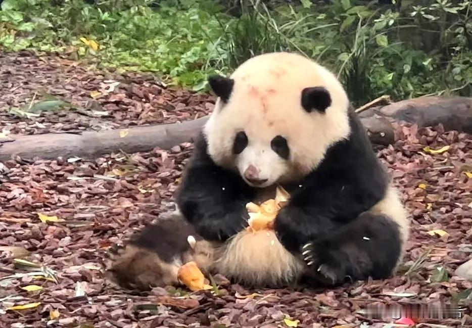 再来一组熊猫花花 的挖煤照片，今天终于知道原因了，下木架的时候，脸着地，她就这么