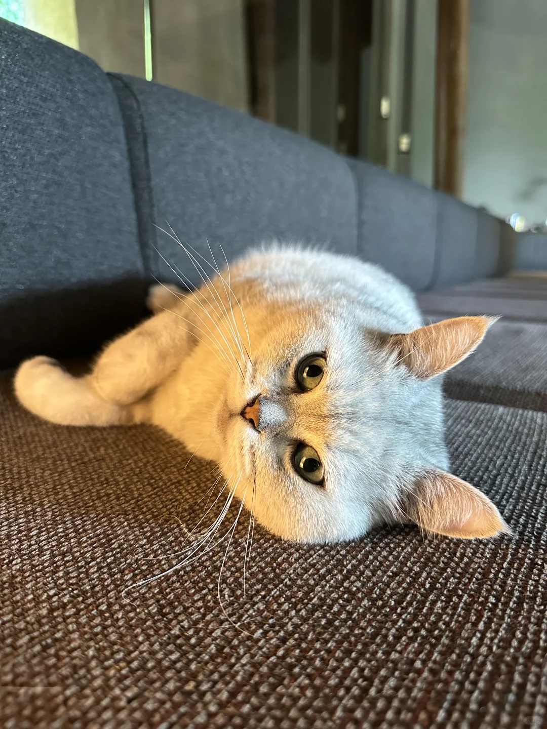 圆头圆脑圆肚皮