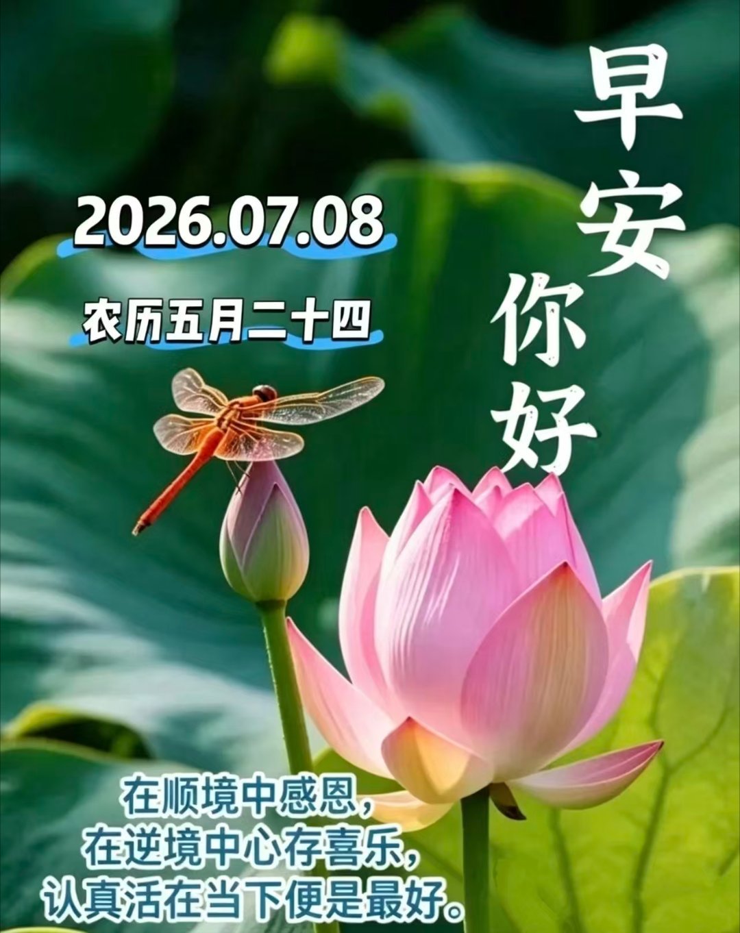 ☀️2026.7.8  五月廿四🌼🌷真正的安静，不是避开车马喧嚣，而是在内心