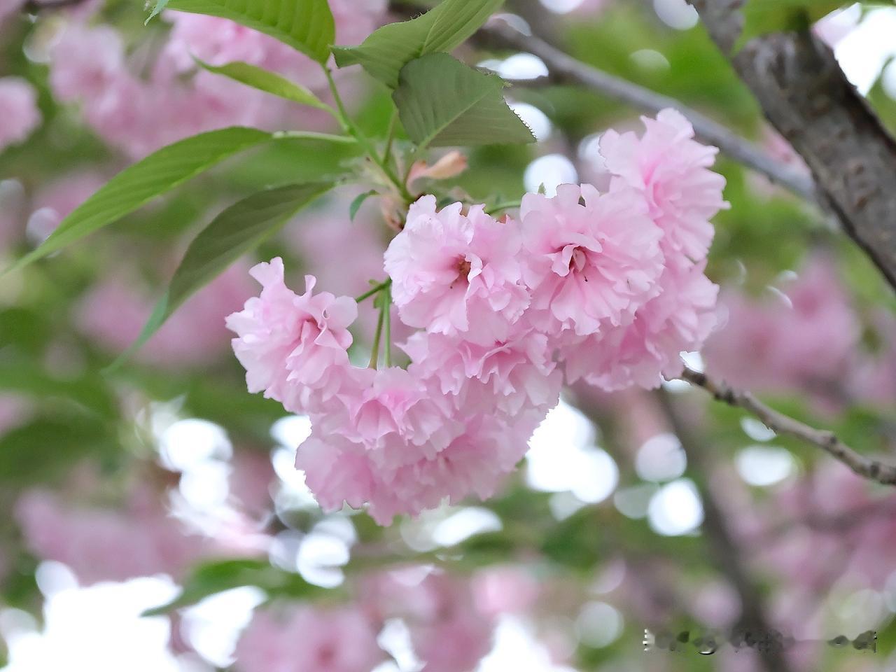 傍晚路过公园
晚樱也要落了
用手一触便是簌簌花瓣
落花满地，又过一春温柔色
那化