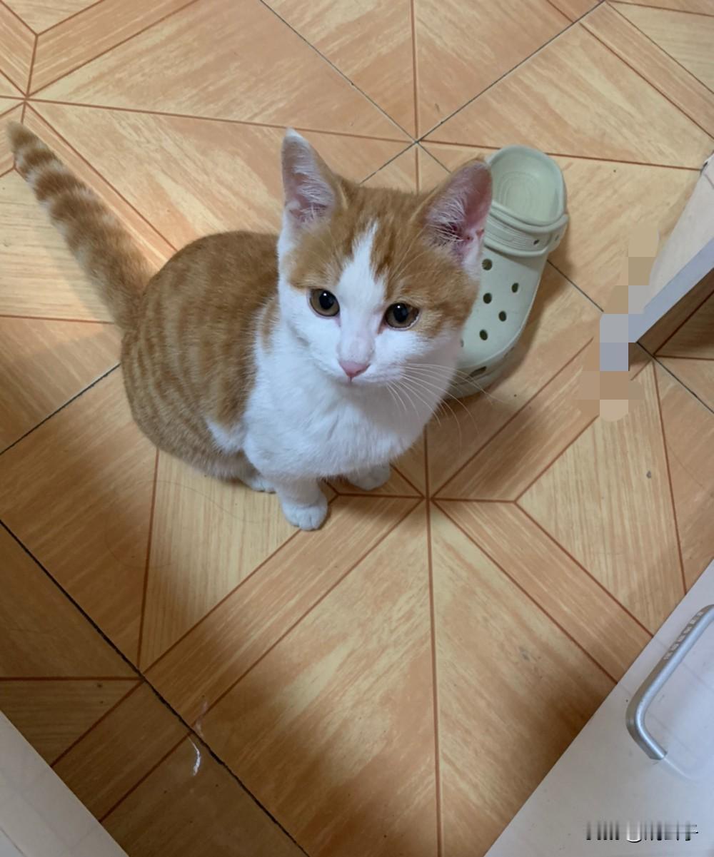 家里猫咪最近总是这样盯着我看，不叫也不闹，就乖乖的坐着，也不知道小家伙是有啥需求