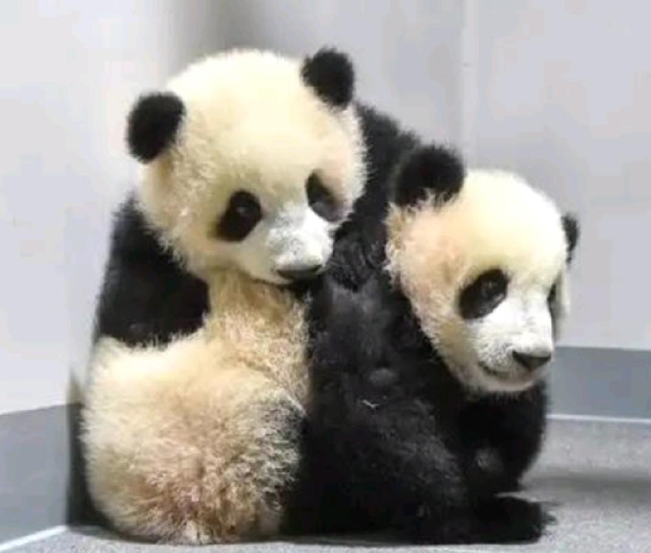 旅日大熊猫“晓晓”和“蕾蕾”租期将近，
日游客破防了，将长期无大熊猫，只有伤人的