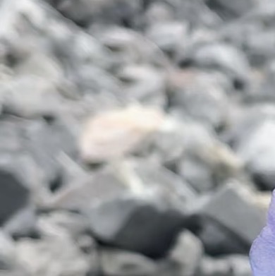 0000秀丽绿绒蒿种植1. 选种与基质： 选择当年采收的饱满种子。育苗土以高山草